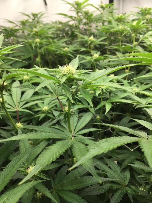 Ripper Seeds Shimo x2 + Kmintz x2. Week 3 - Week 3, Day 4