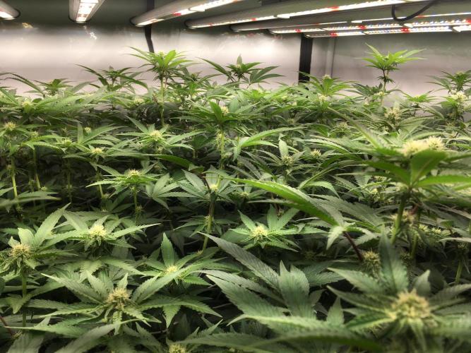 Ripper Seeds Shimo x2 + Kmintz x2. Week 3 - Week 3, Day 4