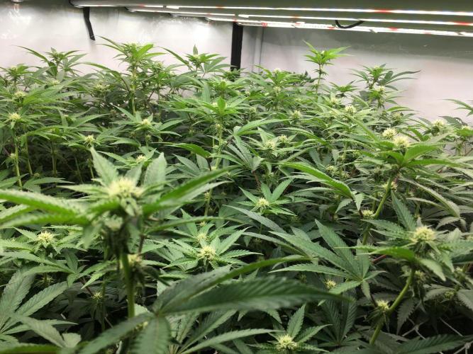 Ripper Seeds Shimo x2 + Kmintz x2. Week 3 - Week 3, Day 4