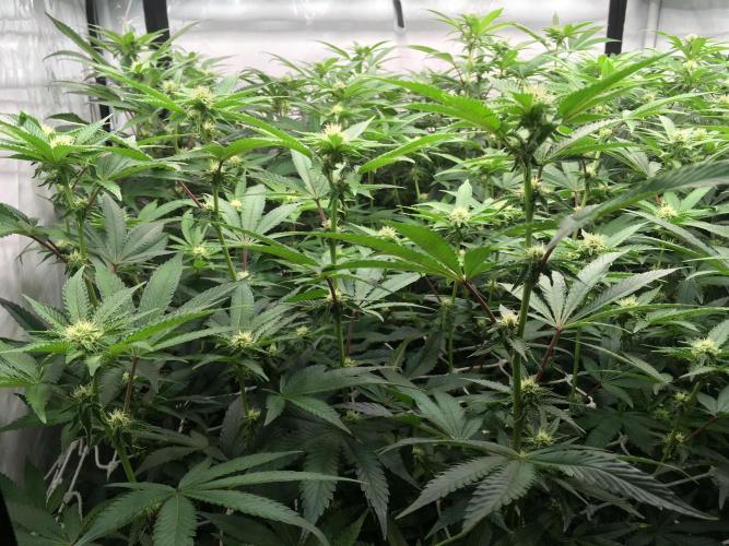 Ripper Seeds Shimo x2 + Kmintz x2. Week 3 - Week 3, Day 4