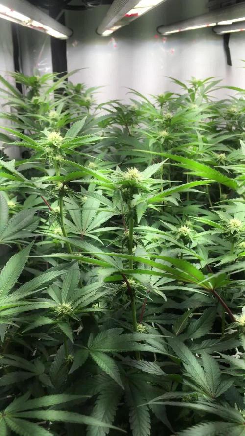 Ripper Seeds Shimo x2 + Kmintz x2