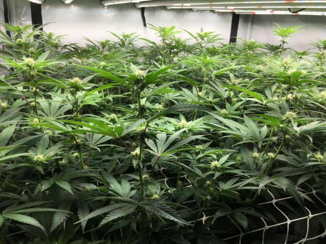 Ripper Seeds Shimo x2 + Kmintz x2. Week 3 - Week 3, Day 4