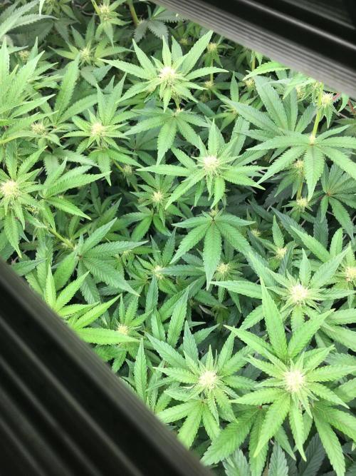 Ripper Seeds Shimo x2 + Kmintz x2. Week 3 - Week 3, Day 5