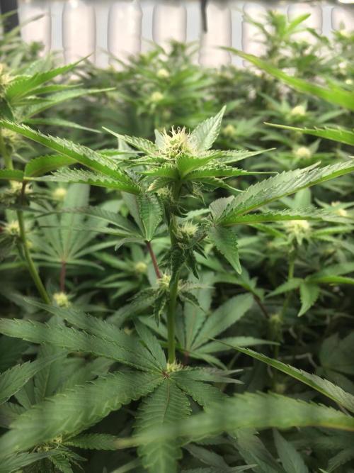 Ripper Seeds Shimo x2 + Kmintz x2. Week 3 - Week 3, Day 5