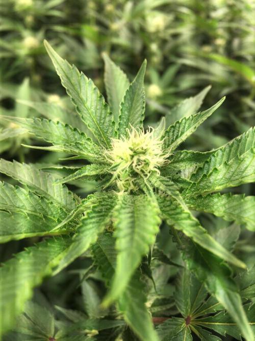 Ripper Seeds Shimo x2 + Kmintz x2. Week 3 - Week 3, Day 5