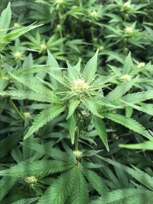 Ripper Seeds Shimo x2 + Kmintz x2. Week 3 - Week 3, Day 5