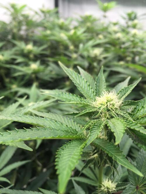 Ripper Seeds Shimo x2 + Kmintz x2. Week 3 - Week 3, Day 5