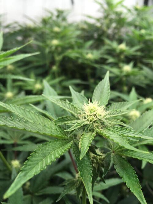 Ripper Seeds Shimo x2 + Kmintz x2. Week 3 - Week 3, Day 5