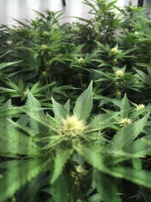 Ripper Seeds Shimo x2 + Kmintz x2