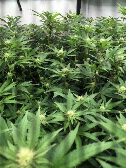 Ripper Seeds Shimo x2 + Kmintz x2. Week 3 - Week 3, Day 5