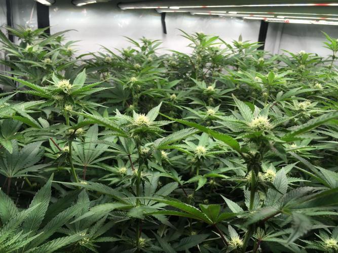 Ripper Seeds Shimo x2 + Kmintz x2. Week 3 - Week 3, Day 5