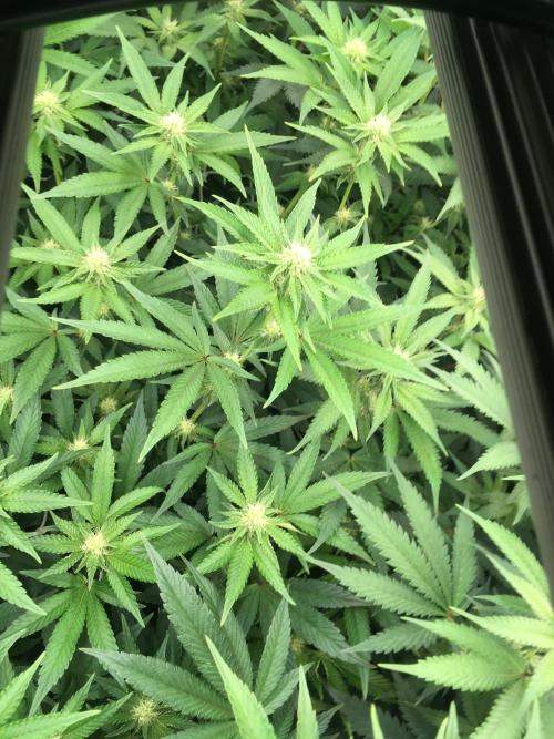 Ripper Seeds Shimo x2 + Kmintz x2. Week 3 - Week 3, Day 5