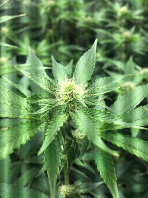 Ripper Seeds Shimo x2 + Kmintz x2. Week 3 - Week 3, Day 5