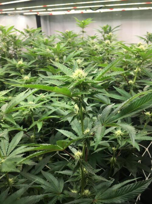 Ripper Seeds Shimo x2 + Kmintz x2. Week 3 - Week 3, Day 5