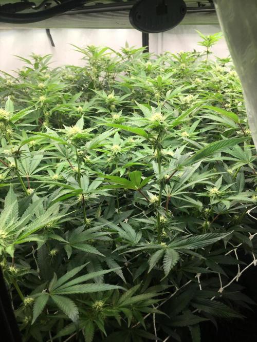 Ripper Seeds Shimo x2 + Kmintz x2. Week 3 - Week 3, Day 5