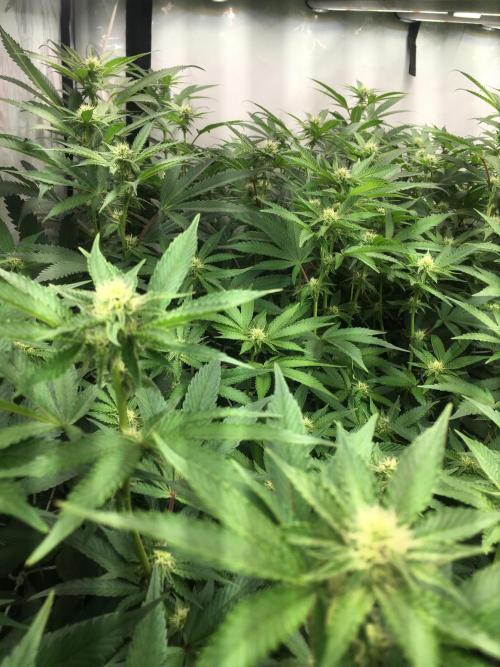 Ripper Seeds Shimo x2 + Kmintz x2. Week 3 - Week 3, Day 5