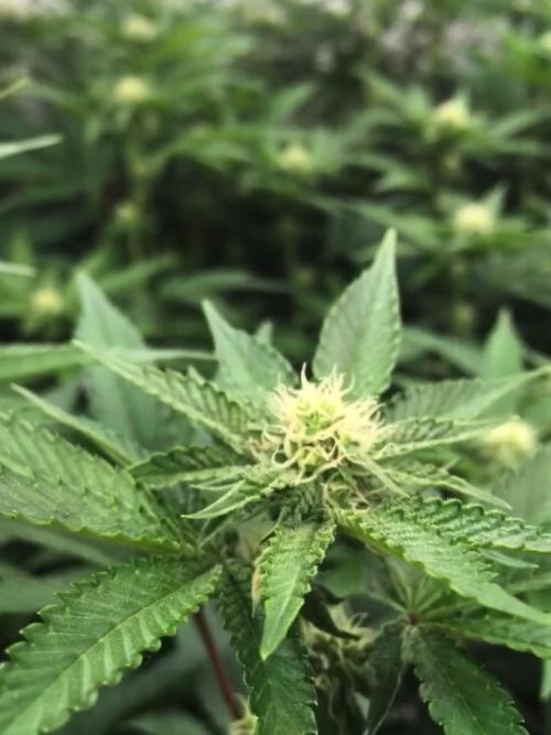 Ripper Seeds Shimo x2 + Kmintz x2. Week 3 - Week 3, Day 5