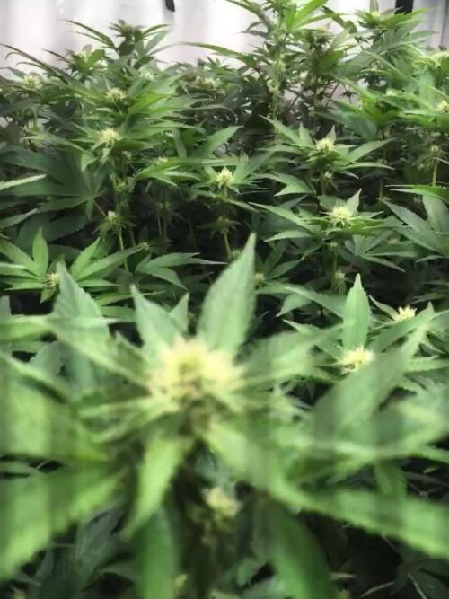 Ripper Seeds Shimo x2 + Kmintz x2. Week 3 - Week 3, Day 5