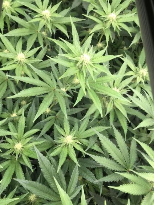 Ripper Seeds Shimo x2 + Kmintz x2. Week 3 - Week 3, Day 5