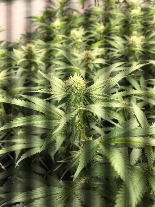 Ripper Seeds Shimo x2 + Kmintz x2. Week 3 - Week 3, Day 6 i messed up on day 5 left the tent door open had vpd issues 