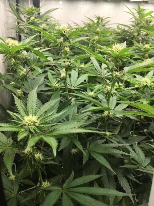 Ripper Seeds Shimo x2 + Kmintz x2. Week 3 - Week 3, Day 6