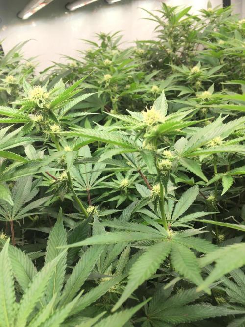 Ripper Seeds Shimo x2 + Kmintz x2. Week 3 - Week 3, Day 6 