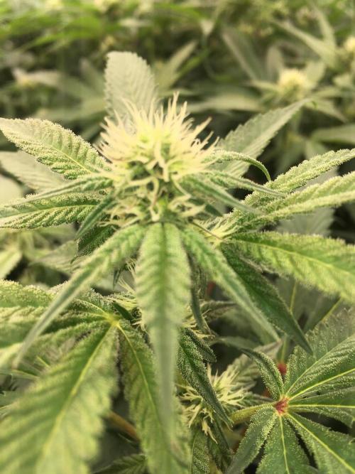 Ripper Seeds Shimo x2 + Kmintz x2. Week 3 - Week 3, Day 7