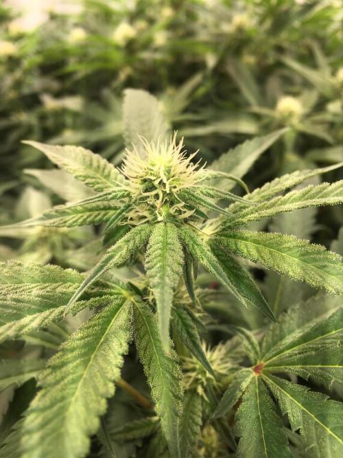 Ripper Seeds Shimo x2 + Kmintz x2. Week 3 - Week 3, Day 7