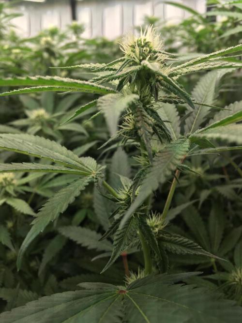 Ripper Seeds Shimo x2 + Kmintz x2. Week 3 - Week 3, Day 7