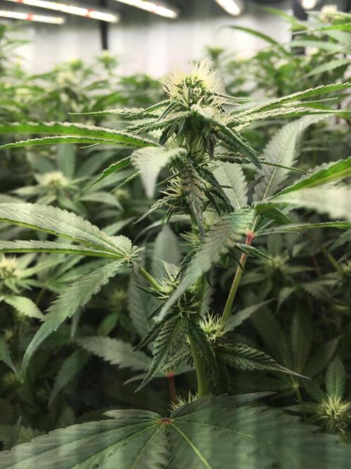 Ripper Seeds Shimo x2 + Kmintz x2. Week 3 - Week 3, Day 7