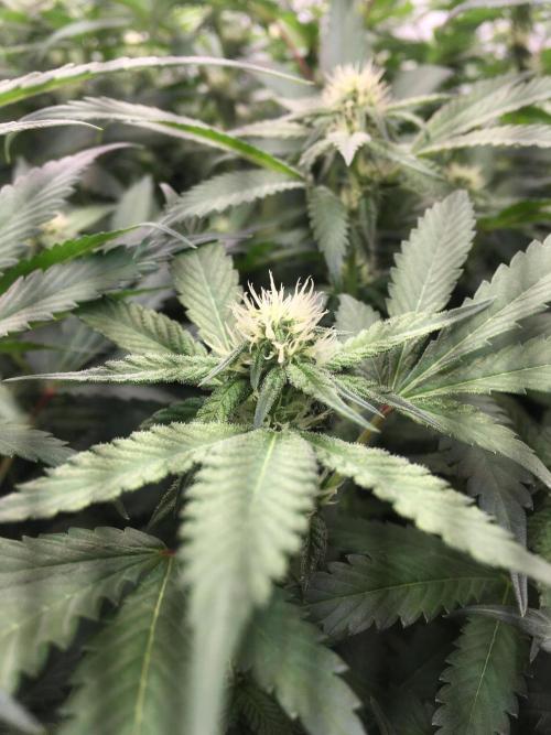 Ripper Seeds Shimo x2 + Kmintz x2. Week 3 - Week 3, Day 7