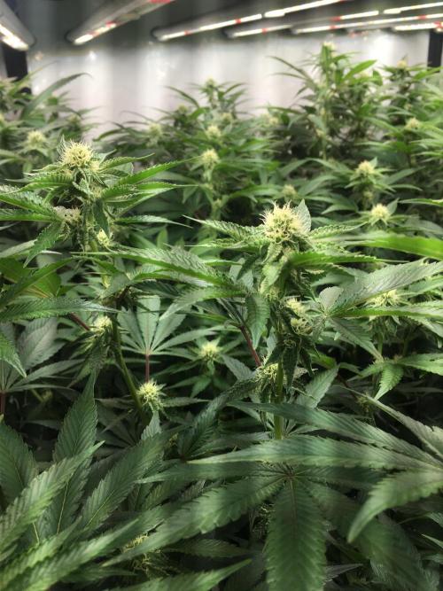 Ripper Seeds Shimo x2 + Kmintz x2. Week 4 - Week 4 Day 2