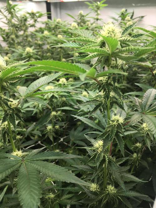 Ripper Seeds Shimo x2 + Kmintz x2. Week 4 - Week 4 Day 3