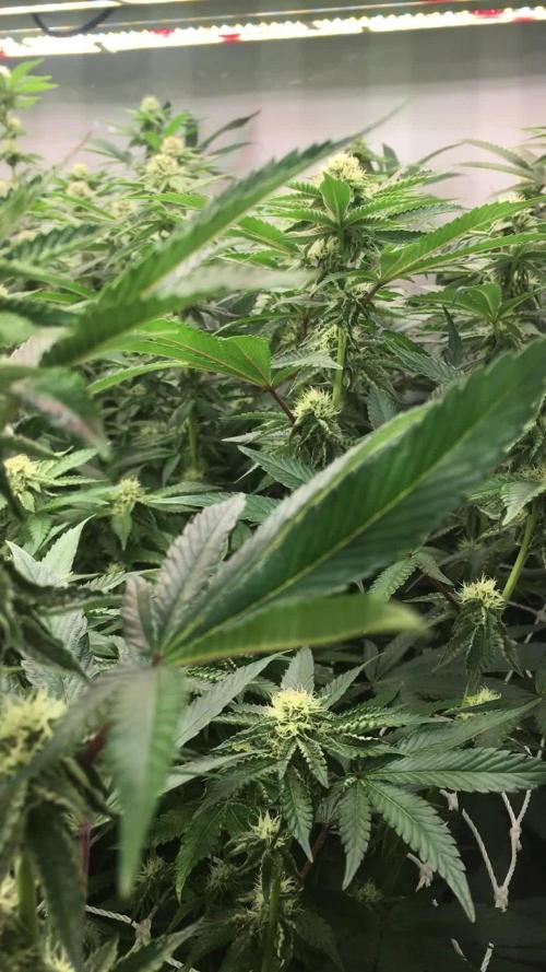 Ripper Seeds Shimo x2 + Kmintz x2