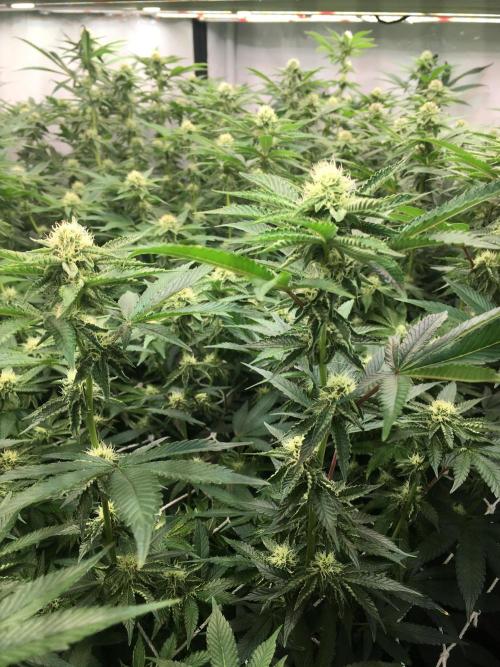 Ripper Seeds Shimo x2 + Kmintz x2. Week 4 - Week 4 Day 4