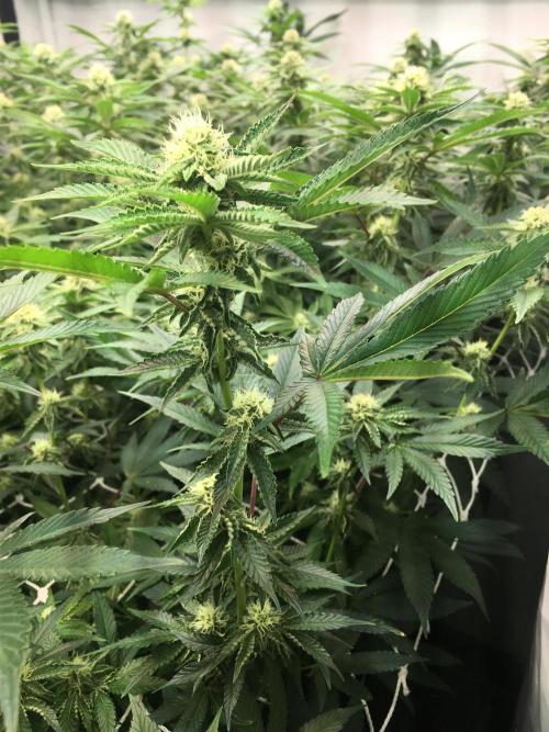 Ripper Seeds Shimo x2 + Kmintz x2. Week 4 - Week 4 Day 4