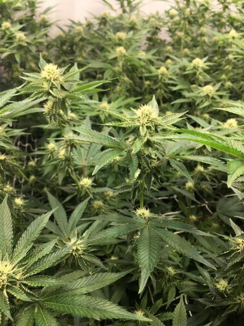 Ripper Seeds Shimo x2 + Kmintz x2. Week 4 - Week 4 Day 4