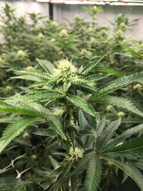 Ripper Seeds Shimo x2 + Kmintz x2. Week 4 - Week 4 Day 4