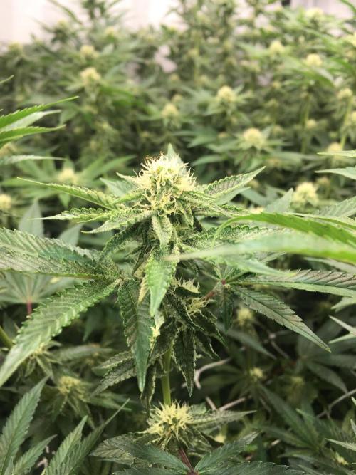 Ripper Seeds Shimo x2 + Kmintz x2. Week 4 - Week 4 Day 5