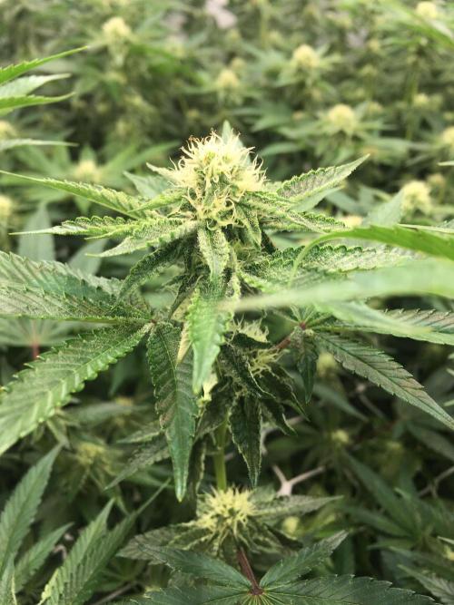 Ripper Seeds Shimo x2 + Kmintz x2. Week 4 - Week 4 Day 5