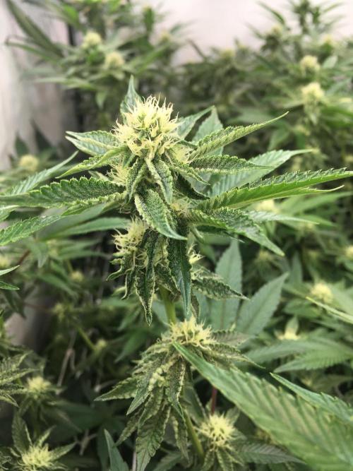 Ripper Seeds Shimo x2 + Kmintz x2. Week 4 - Week 4 Day 5