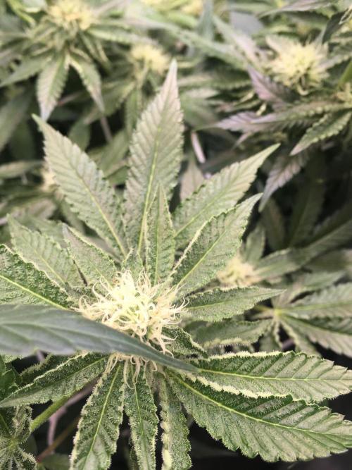 Ripper Seeds Shimo x2 + Kmintz x2. Week 4 - Week 4 Day 6