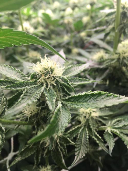 Ripper Seeds Shimo x2 + Kmintz x2. Week 4 - Week 4 Day 6