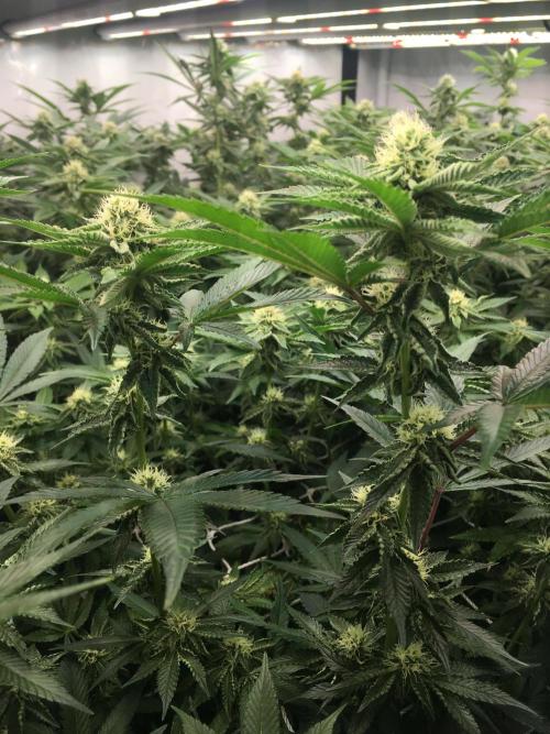 Ripper Seeds Shimo x2 + Kmintz x2. Week 4 - Week 4 Day 6