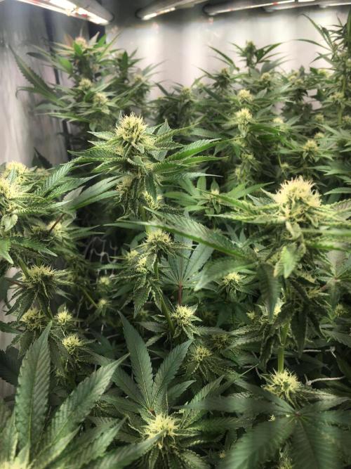 Ripper Seeds Shimo x2 + Kmintz x2. Week 4 - Week 4 Day 6