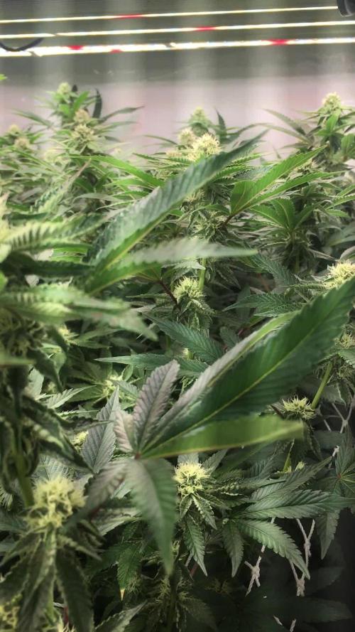 Ripper Seeds Shimo x2 + Kmintz x2