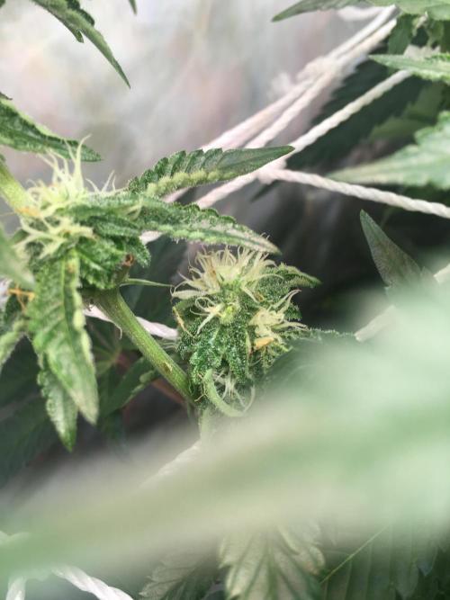 Ripper Seeds Shimo x2 + Kmintz x2. Week 4 - sad day had to cut that branch whole i think it was hermie