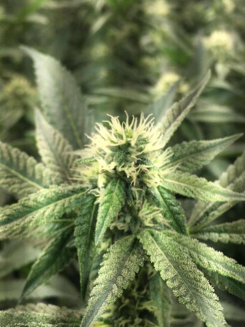 Ripper Seeds Shimo x2 + Kmintz x2. Week 4 - checking for signs of hermie