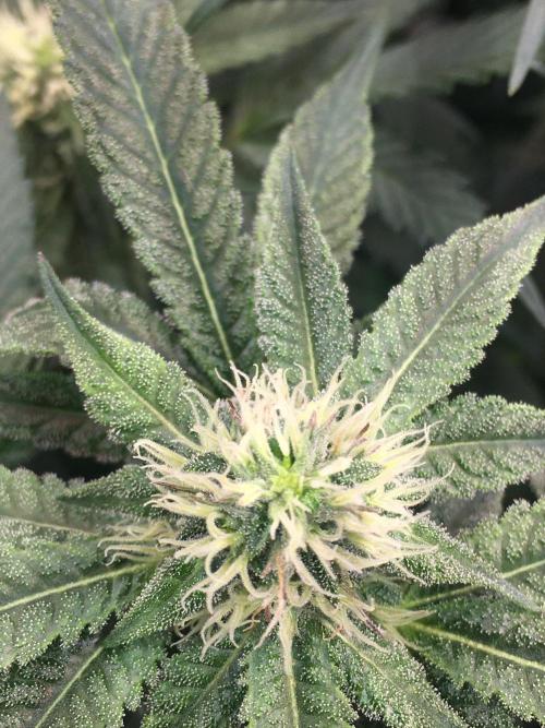 Ripper Seeds Shimo x2 + Kmintz x2. Week 4 - checking for signs of hermie