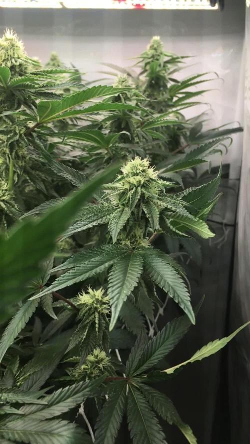 Ripper Seeds Shimo x2 + Kmintz x2